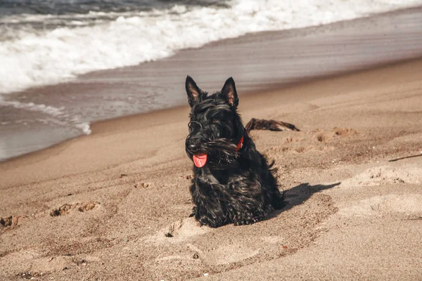 İskoç terrier en eğlenceli ve tür köpek olduğunu