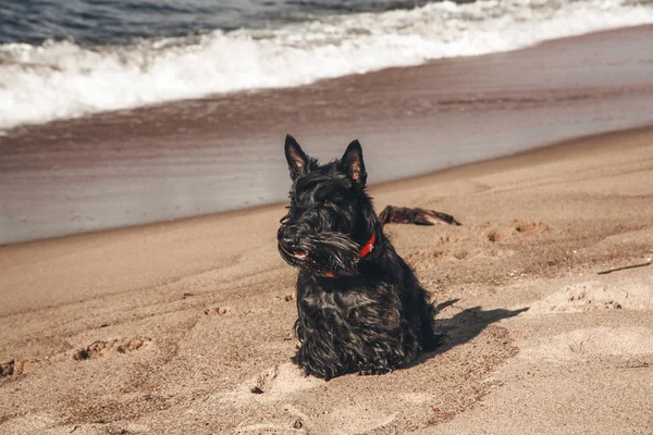 İskoç terrier en eğlenceli ve tür köpek olduğunu