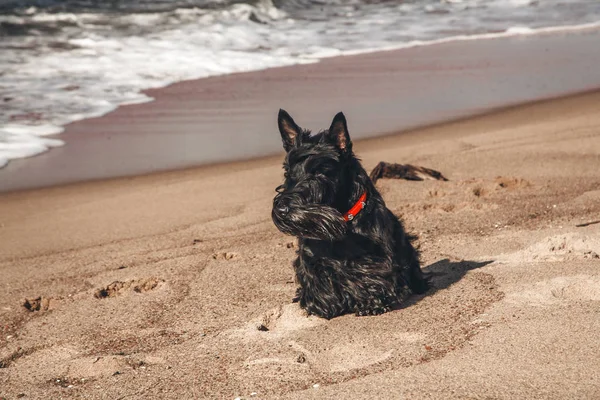 İskoç terrier en eğlenceli ve tür köpek olduğunu