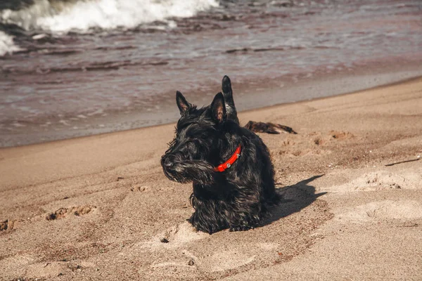 İskoç terrier en eğlenceli ve tür köpek olduğunu