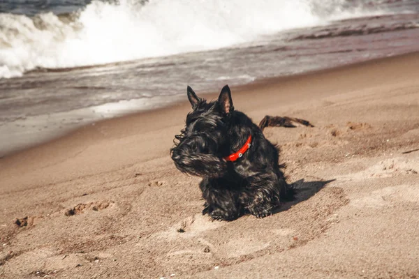 İskoç terrier en eğlenceli ve tür köpek olduğunu