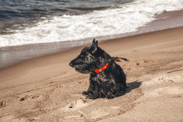 İskoç terrier en eğlenceli ve tür köpek olduğunu