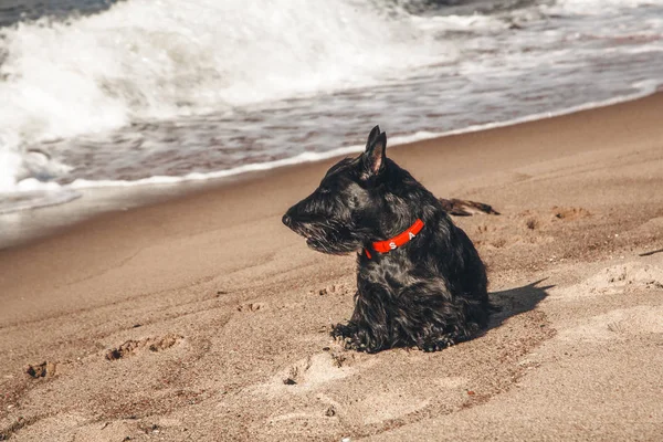 İskoç terrier en eğlenceli ve tür köpek olduğunu