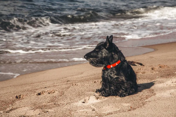 İskoç terrier en eğlenceli ve tür köpek olduğunu