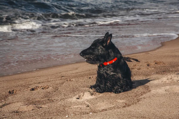 İskoç terrier en eğlenceli ve tür köpek olduğunu