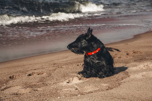 İskoç terrier en eğlenceli ve tür köpek olduğunu