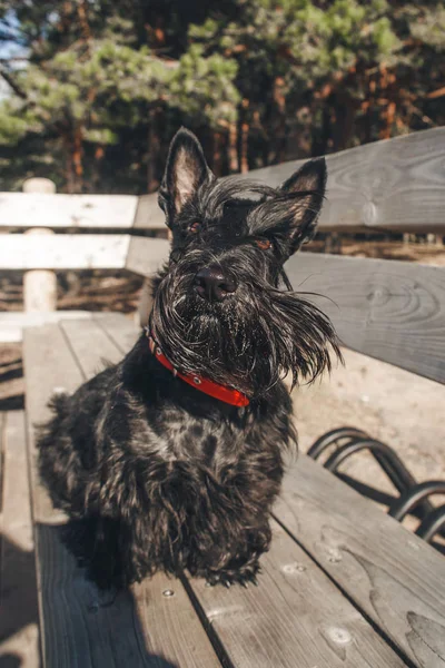 İskoç terrier en eğlenceli ve tür köpek olduğunu
