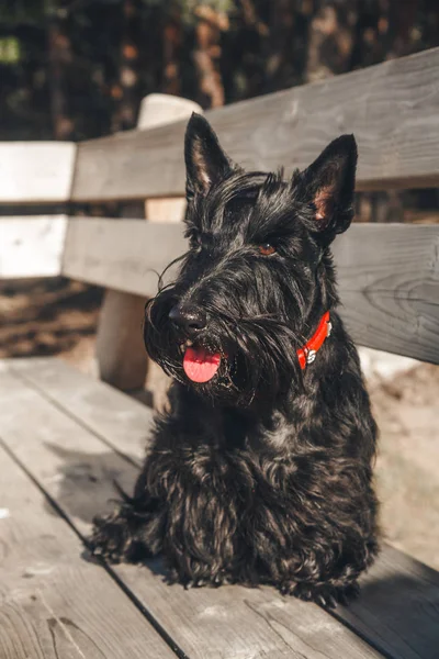 İskoç terrier en eğlenceli ve tür köpek olduğunu