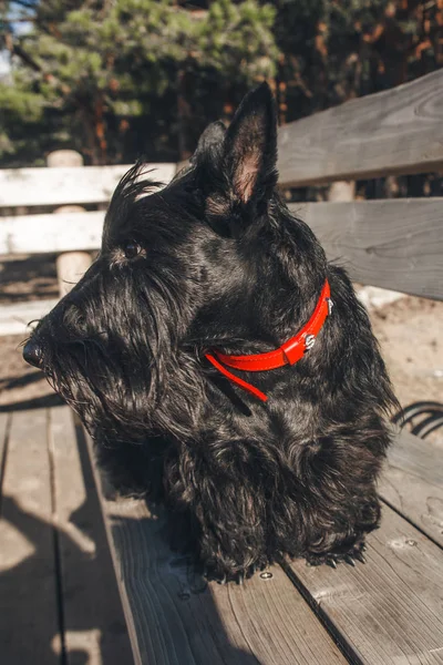 İskoç terrier en eğlenceli ve tür köpek olduğunu