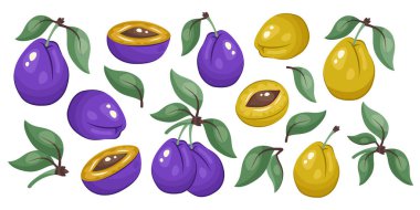 Erik seti. Beyaz arka planda izole edilmiş mavi ve sarı erikler. Tam erik, meyve parçaları, yeşil yapraklar. Paketleme, baskı, taze organik gıda klipsleri, ekolojik ürün markalaşması için botanik şablonu. Vektör