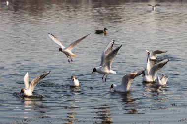 Martı baharda su üzerinde uçmak