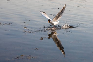Martı baharda su üzerinde uçmak