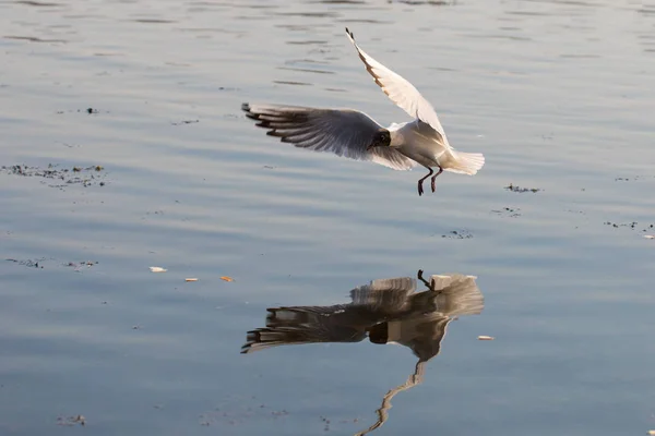 Seagull Flyga Över Vatten Våren — Stockfoto