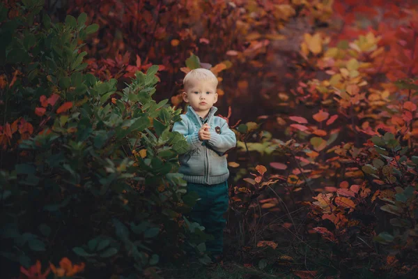 Portrét malého chlapce šťastný v teplé podzimní svetr, stojí poblíž křoví a zábavy — Stock fotografie