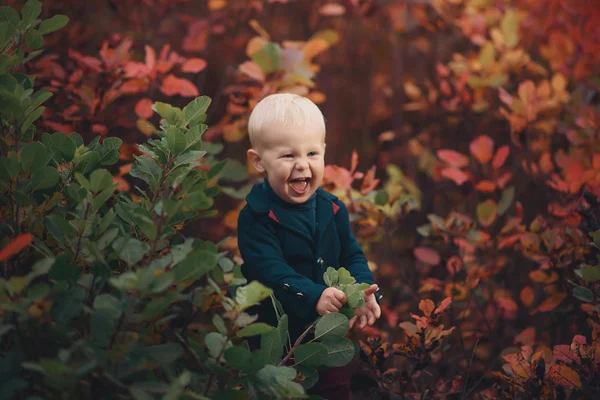 Sıcak bir sonbahar kazaklı bir küçük mutlu çocuk portresi, standları çalılar ve eğlenceli yakın: