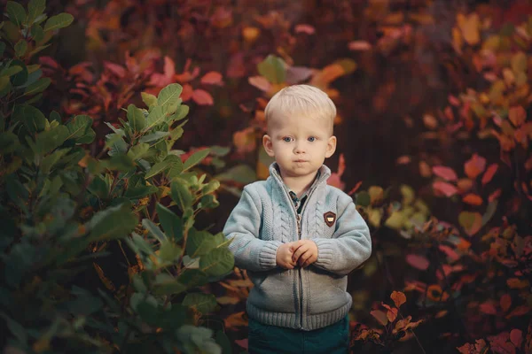 Retrato de un pequeño niño feliz en un suéter cálido de otoño, se encuentra cerca de los arbustos y la diversión —  Fotos de Stock