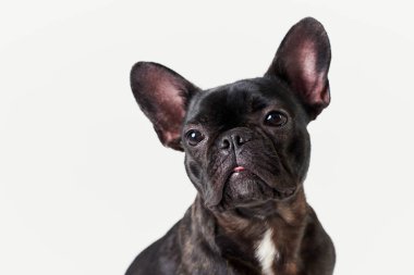 Köpek Siyah Fransız bulldog oturan ve kameraya bakarak , beyaz izole