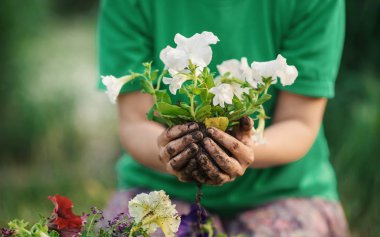 Bahçe bahçesinde güneşli bir günde tohum eken kadın elleri - yazın gün batımında bahçıvanlık - Doğa bakımı ve yaşam tarzı konsepti