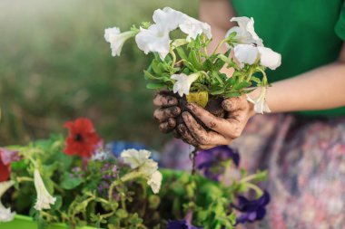 Bahçe bahçesinde güneşli bir günde tohum eken kadın elleri - yazın gün batımında bahçıvanlık - Doğa bakımı ve yaşam tarzı konsepti