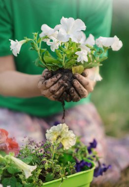 Bahçe bahçesinde güneşli bir günde tohum eken kadın elleri - yazın gün batımında bahçıvanlık - Doğa bakımı ve yaşam tarzı konsepti