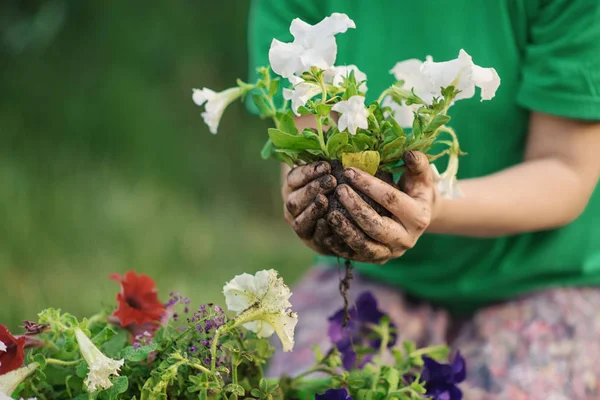 Bahçe bahçesinde güneşli bir günde tohum eken kadın elleri - yazın gün batımında bahçıvanlık - Doğa bakımı ve yaşam tarzı konsepti