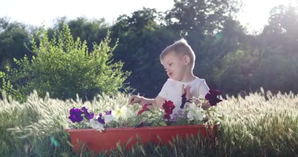 Engraçada criança menino senta-se em florescendo poses grama para câmera — Vídeo de Stock