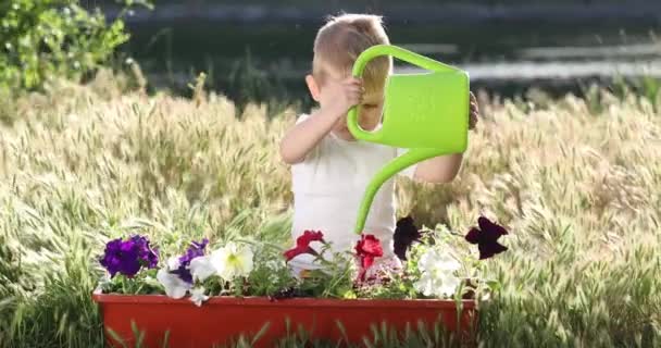 Sad toddler boy sits among blooming grass and waters flowers — Stock Video