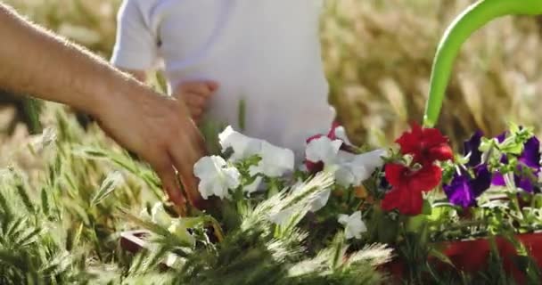 Женщина рука держит полив банка и помочь малышу воды цветы — стоковое видео