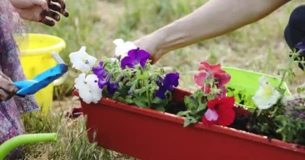 Woman and man hands plant bright colorful flowers in plastic pot — Stock Video