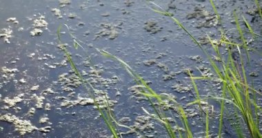 yeşil çim ile mavi kirli derin nehir suyu yosun ön planda rüzgar tarafından dalgalanan kaynaklanıyor