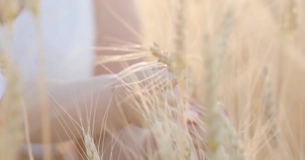 幼儿手触摸黄色成熟的小麦尖刺对模糊的女人在白色礼服剪影极端接近视图 — 图库视频影像