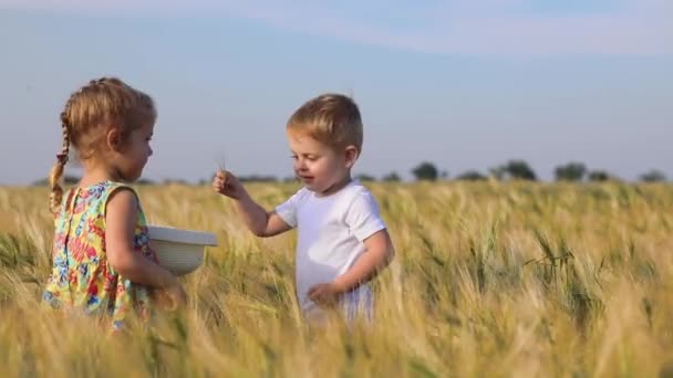 Мальчик Белой Футболке Девочка Косой Собирают Спелые Колоски Пшеницы Шляпу — стоковое видео