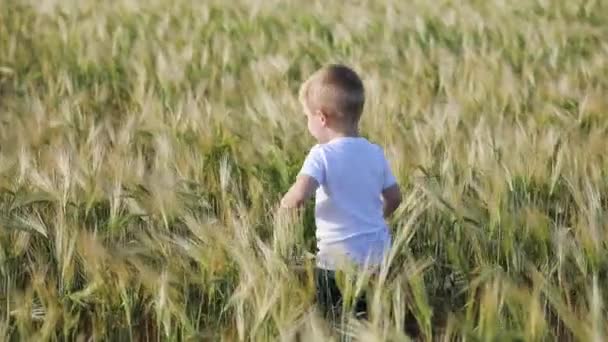 白いTシャツの小さなブロンドの幼児の少年は 夏に美しい母と妹と無限の小麦畑に沿って歩きます — ストック動画