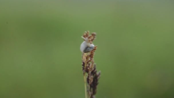 美しい小さな白いカタツムリは 風のスローモーションマクロビューによって振られた緑の草の茎の上に座っています — ストック動画