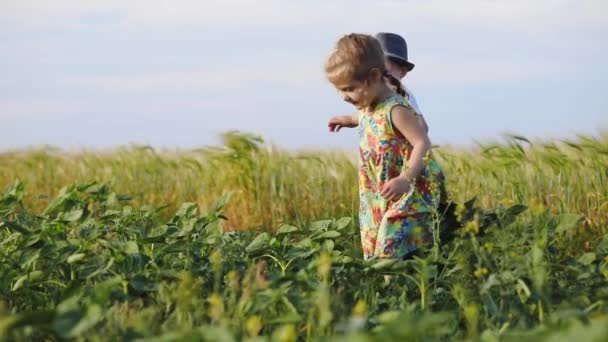 Interesado Hermano Hermana Aderezos Verano Caminar Largo Campo Verde Alto — Vídeos de Stock