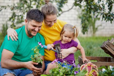 Mutlu aile birlikte bahçe ve doğa bakımı. Bitki lahanası ve toprak döllemek. Kailyard renkli parlak t-shirt Anne, baba ve küçük çocuk
