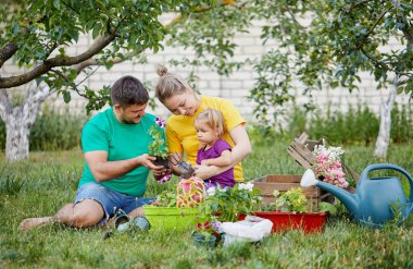 Mutlu aile birlikte bahçe ve doğa bakımı. Bitki lahanası ve toprak döllemek. Kailyard renkli parlak t-shirt Anne, baba ve küçük çocuk