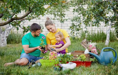 Mutlu aile birlikte bahçe ve doğa bakımı. Bitki lahanası ve toprak döllemek. Kailyard renkli parlak t-shirt Anne, baba ve küçük çocuk