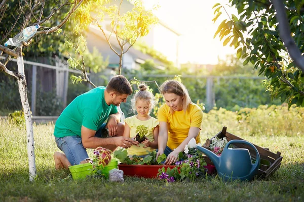 Keluarga Bahagia Berkebun Bersama Dan Merawat Alam Tanaman Tumbuh Dan — Stok Foto