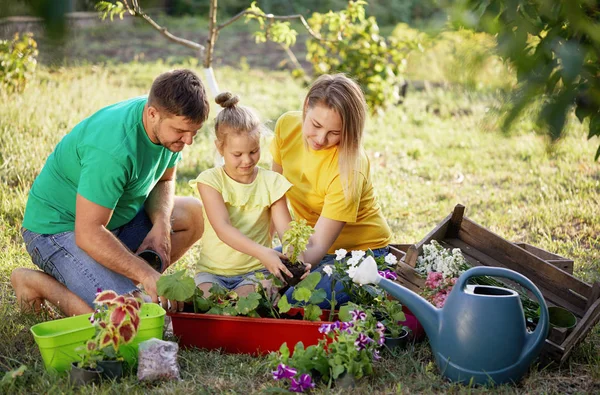 Keluarga Bahagia Berkebun Bersama Dan Merawat Alam Tanaman Tumbuh Dan — Stok Foto