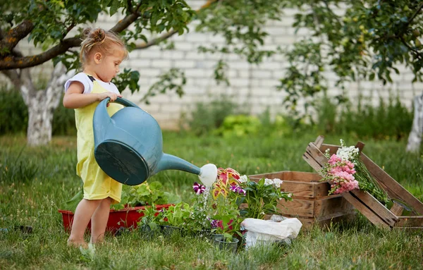 화창한 정원에서 식물을 귀여운 정원에서 도구와 캔작은 — 스톡 사진