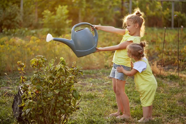 Две Малышки Поливают Растения Саду Летний Солнечный День Маленькие Дети — стоковое фото