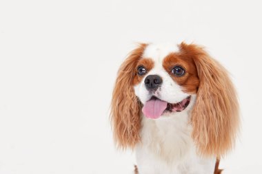 Akıllı köpek. Cavalier kral Charles spaniel köpek gözlük beyaz arka plan üzerinde izole. Eğitim ve öğretim kavramı. Metin için alan