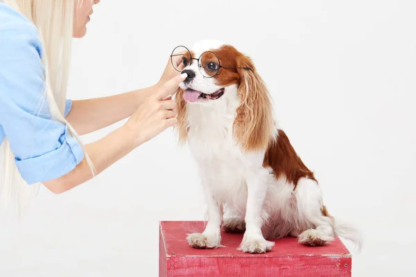 Smart dog. Cavalier king Charles spaniel dog in glasses isolated on white background. Education and training concept. Space for text