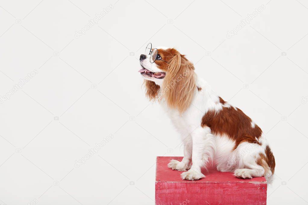 Smart dog. Cavalier king Charles spaniel dog in glasses isolated on white background. Education and training concept. Space for text