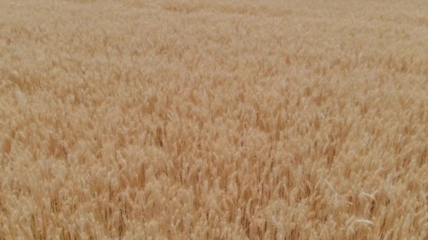 Кадры Красивой Молодой Пары Обнимающейся Пшеничном Поле — стоковое видео