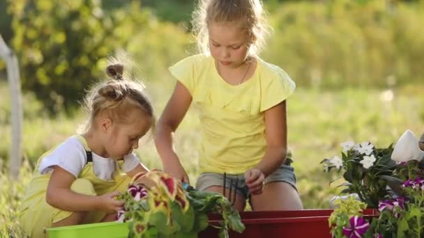 Bahçeye Çiçek Dikim Küçük Kız Kardeşlerin Görüntüleri — Stok video