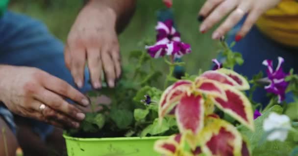 庭に花を植える両親と娘の映像 — ストック動画