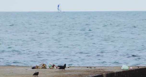 Голуби идут вдоль пирса против размытой парусной яхты — стоковое видео