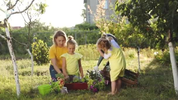 Kvinna med döttrar ta hand om färska blommor i trädgården — Stockvideo